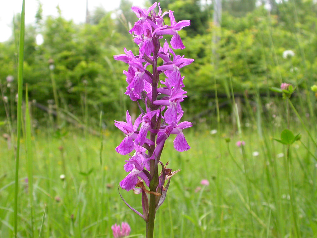 Dactylorhiza traunsteineri / Orchide di Traunsteiner